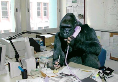 monkey2.JPG